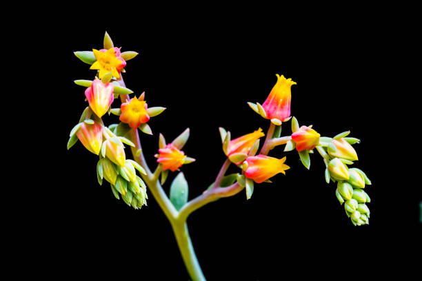 istock Close-up look of succulent flowers 1326378740