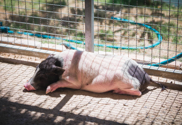 istock Pig's white and black on the skin 1326382160