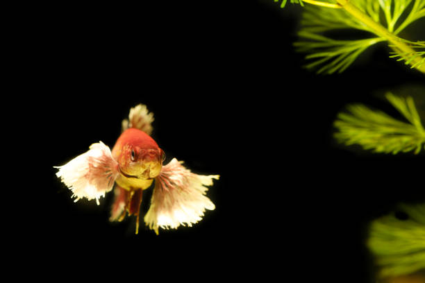 Thai fighting fish with green plants on natural background
