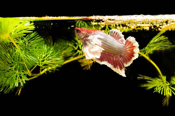 istock Thai fighting fish with green plants 1326382243