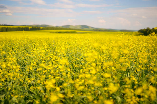 Vast field of canola on Prince Edward Island.