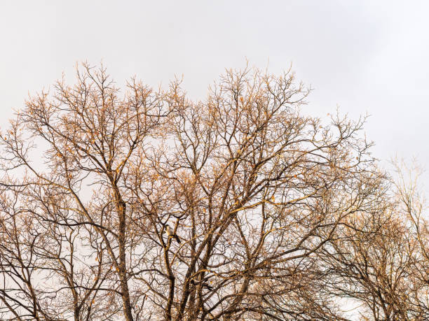 Branches of a tree with couple leaves
