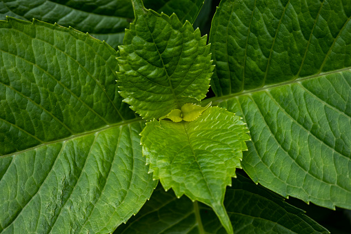 A pattern formed by the regularly growing leaves of a hydrangea