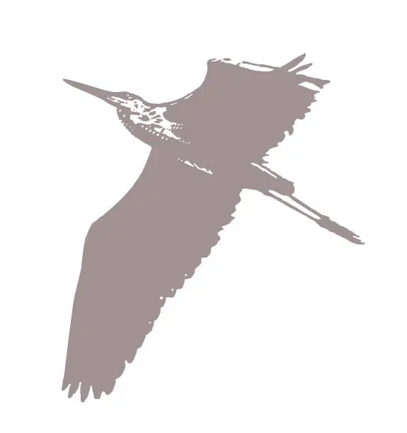 Vector illustration of Great Blue heron flying