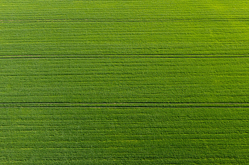 green agricultural field from above vith stripes, abstract natural pattern