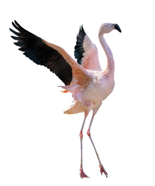 istock fine large flamingo with spread wings 1326386924