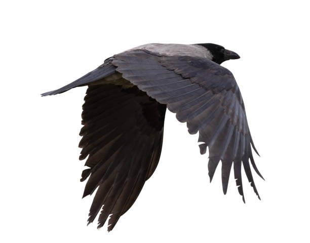 istock flying dark crow with large black wings 1326386926