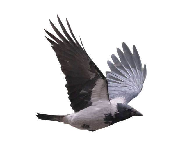 istock flying black and grey crow with large wings 1326387554