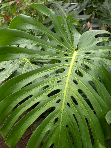 istock Ornamental plant, Monstera 1326387798