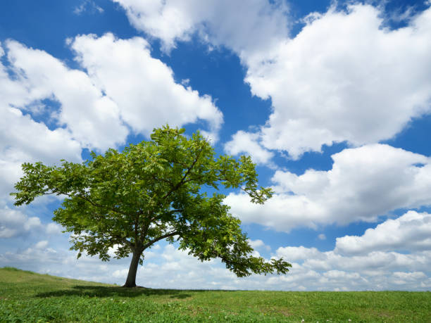 istock Early summer blue sky and trees 1326388482