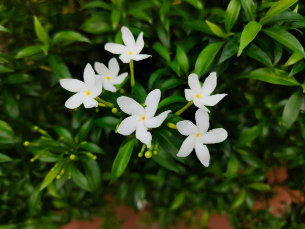 istock White flower in the garden 1326388604