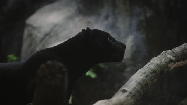 Black Panther, Black Leopard, headshot slow motion.