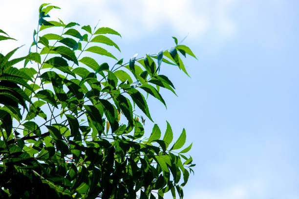 istock THE GREEN TEXTURE AGAINST BLUE CLOUD SKY 1326389499