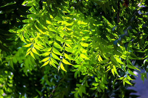 The early morning sunshine that is passing through the delicate and fresh lush green leaves emits an affluent green glow with rich green tones, shades, and hues. The lush green description is fabulous and gorgeous and creates invaluable delight and joy. The shining tree canopy is attractive. Thoughts, experiences, happiness, delight, and joy lie rich when canopied with the shining affluent green leaves of the neem tree.