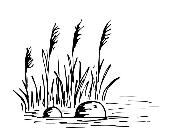 простой рисованый векторный рисунок черным контуром. берег озера, камыш, камни в воде, шишки, болото. при�рода, пейзаж, охота на уток, рыбалка.  - riverbank marsh water pond stock illustrations