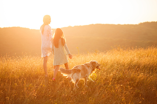 Rear view of girl holding hands with her mother while enjoying a relaxing walk with their dog in the meadow during golden hour sunset.