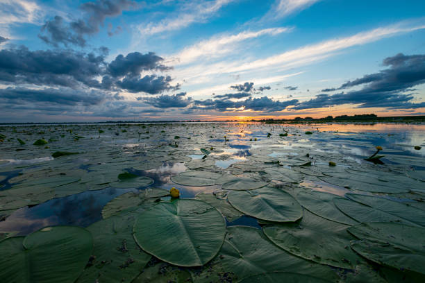 Sunset in the Danube Delta Sunset in the Danube Delta. 

The Danube Delta (Romanian: Delta Dunării) is the second larges river delta in Europe, it is listed as a World Heritage Site. The larger part of the Delta is belonging to Romania, a smaller part to Ukraine. bioreserve stock pictures, royalty-free photos & images