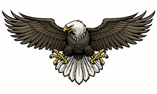 vector of hand drawn bald eagle spreading the wings