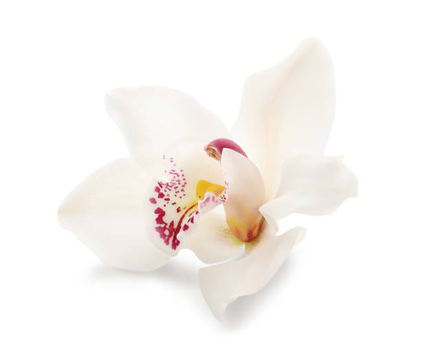 istock Beautiful tropical orchid flower isolated on white 1326392209