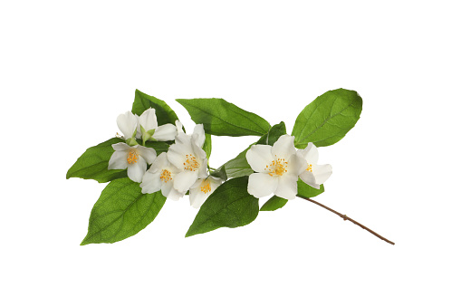 Branch of beautiful jasmine plant on white background