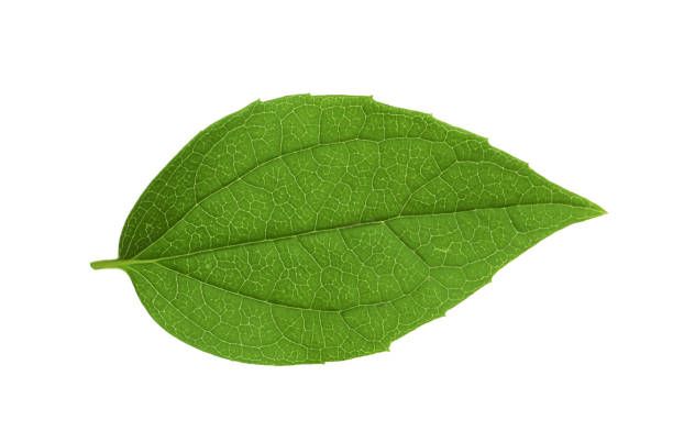 istock Leaf of jasmine plant isolated on white 1326392534