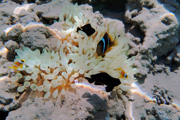 istock coral reef in Egypt, Makadi Bay 1326392829