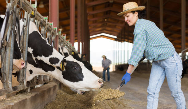 istock Diligent female farmer working in cowshed 1326392893