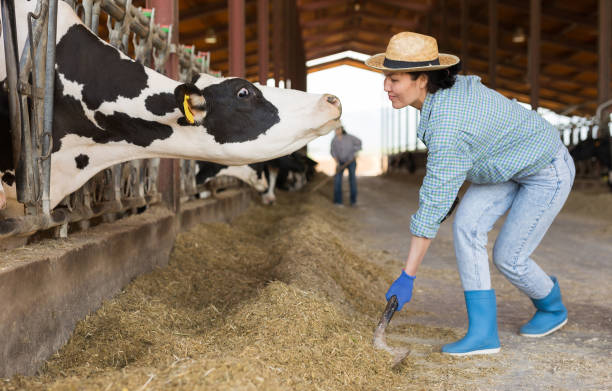 istock Diligent female farmer working in cowshed 1326392897