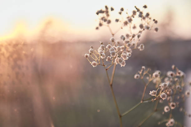 istock Delicate evening gypsophila flower with reflection in the sunset light. Copy space 1326392957