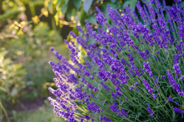 levander (lavandula angustifolia) blüte bei sonnenuntergang. hausgarten-kompositionsideen. selektiver fokus, schöne bokeh. - lavendel stock-fotos und bilder