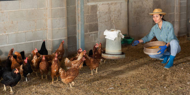 istock Kazakh woman feeds laying hens 1326393864