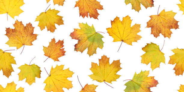 Photo of Autumn leaves seamless pattern
