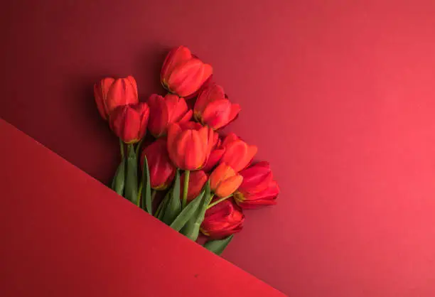 Creative layout made with tulip flowers on bright red  background. Flat lay. Spring minimal concept.