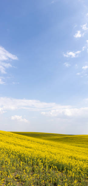 istock Rapeseed field in blossom with the blue sky and clouds forming large copy space. 1326395832