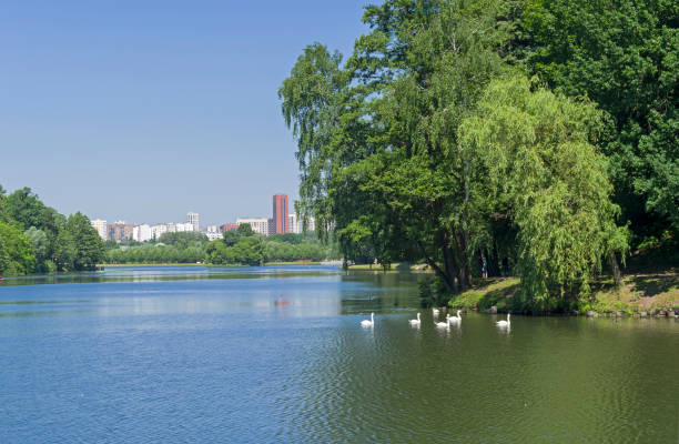 istock A flock of white swans on the pond. 1326396311