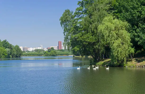 A flock of white swans on the surface of the pond. Tsaritsynsky park, Moscow, Russia, sunny day in June.