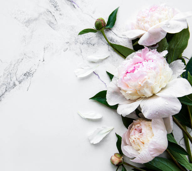 istock Peony flowers on a marble background 1326397078