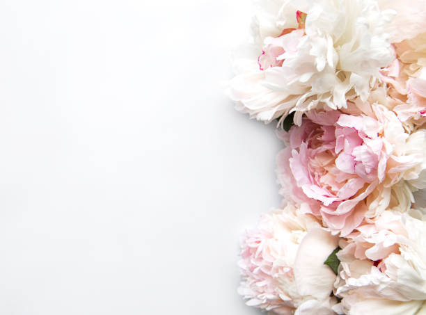 istock Peony flowers on a white background 1326397105