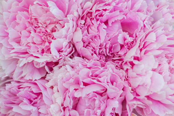 istock Pink peonies  flowers background wallpaper. 1326398317