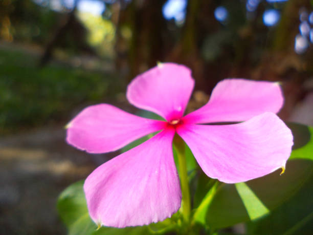 ピンクの花をクローズアップ、庭の赤い色の花、植物の背景自然のドアゲート緑の植物 - shoe single object isolated red ストックフォトと画像