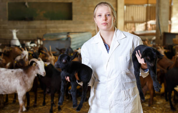 istock Female farmer caring about goatlings 1326400409