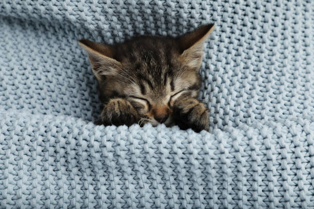 istock Cute little kitten sleeping wrapped in light blue knitted blanket, top view 1326400565