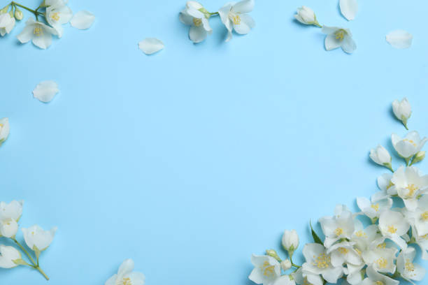 istock Beautiful jasmine flowers on turquoise background, flat lay. Space for text 1326400657