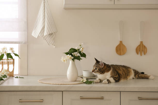 Cute cat near jasmine flowers on countertop in kitchen