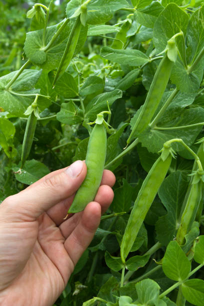 hand picked pod of peas - pea pod imagens e fotografias de stock