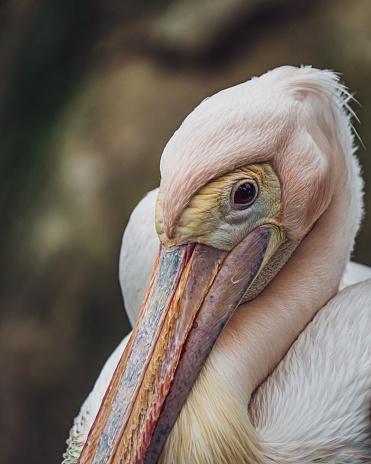 The great white pelican also known as the eastern white pelican, rosy pelican or white pelican is a bird in the pelican family. It breeds from southeastern Europe through Asia and Africa, in swamps and shallow lakes.