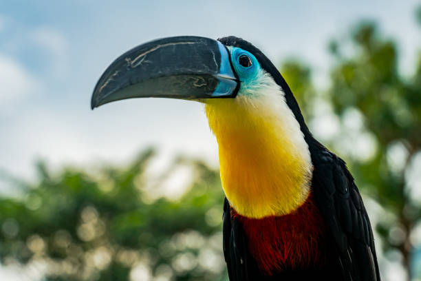 channel-billed toucan portrait