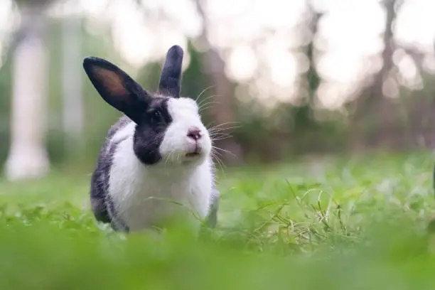 Photo of Pet rabbit raised in the garden. Looking to explore the area around him