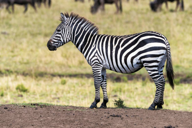 istock Young zebra stands on a mound in the Masai Mara, Kenya 1326403337