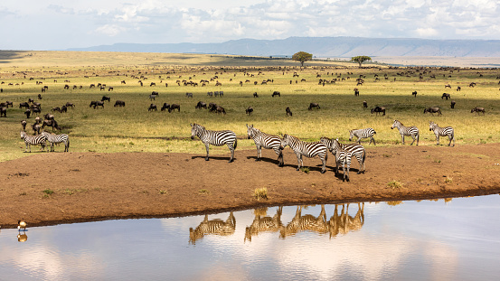 Group of plains zebra, Equus Quagga, on the banks of a water hole in the Masai Mara, Kenya. Animal and sky reflection. Wildebeest can be seen grazing in the background. Annual great migration.